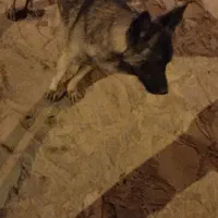 سگ گرگی|سگ|قهستان, |دیوار