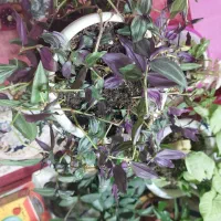 گل پینگ پرنسس برگ انجیری سانسوریااشک عروس برگ بید|گل و گیاه طبیعی|مشهد, شهرک لشکر (شهرک غرب)|دیوار