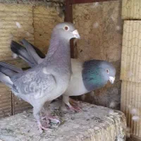 پلاکی|پرنده|خمینی‌شهر, |دیوار