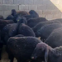 کاور بره گوسفند میش