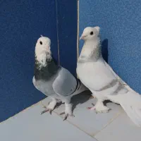 کبوتر|پرنده|زهک, |دیوار