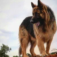 ژرمن شپهرد پوزه خرسی GERMAN SHEPHERD
