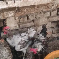 فروش تعدادی خروس لاری و معمولی رسمی