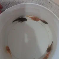 لجنخوار آکواریومی(کت بوته ای)،حلزون کیلر|ماهی|تویسرکان, |دیوار