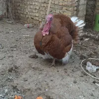 بوقلمون نر وماده