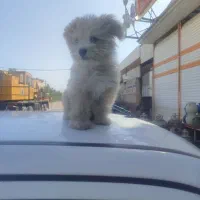 سگ تریرشیتزو