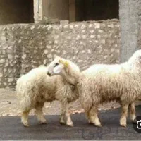 فروش گوسفند در شهر قدس و حومه