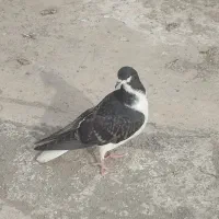 کفتر پرشی و جوجه