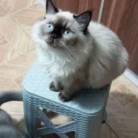 نژاد هیمالین چشم آبی