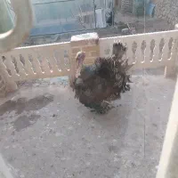 بوقلمون جوان