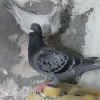 کفتر فروشی|پرنده|مشهد, صیدآباد|دیوار