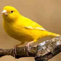 خرید و فروش قناری