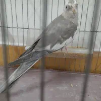 طوطی عروس جفت|پرنده|رشت, نظری|دیوار