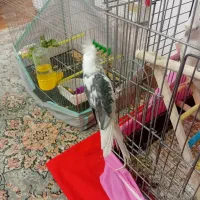 عروس هلندی البینو|پرنده|رشت, حمیدیان|دیوار