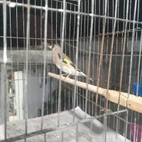 سهره قناری. مست|پرنده|آمل, |دیوار