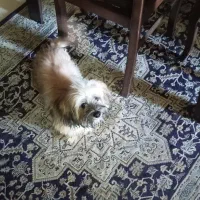 شیتزو 7ماهه واگذاری فوری شناسنامه دار