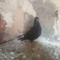 دم سفیدماده بنشان