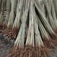 نیگرا ترکیه با کیفیت صادراتی و رشد تضمینی|حراج|گیلان غرب, |دیوار