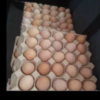 تخم مرغ رسمی( محلی)