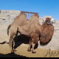 قصاب هستم|خدمات پذیرایی، مراسم|زاهدان, |دیوار