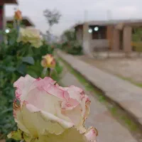 برگزاری مهمانی های خصوصی و اداری جشن مراسمات|خدمات پذیرایی، مراسم|ایذه, |دیوار