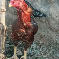 مرغ وخوروس لاری افغان