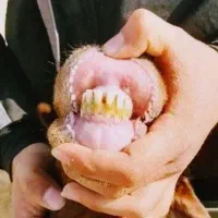 میش افشاری اصل با دوتا بره نر