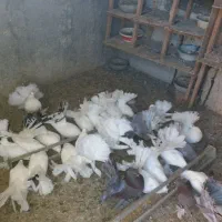 کفتر‌دم‌چتری‌اصل‌زیبا|پرنده|بندر ترکمن, |دیوار