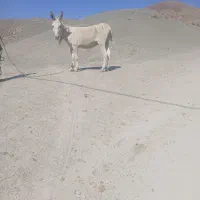 الاغ الاغ الاغ
