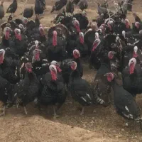 بوقلمون
