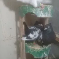 جفت سینه|حیوانات|مشهد, اسماعیل آباد (سپاد)|دیوار