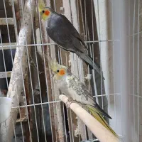 جفت عروس|پرنده|بندرعباس, |دیوار