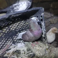 معاوضه فقط با سرور|پرنده|جعفرآباد, |دیوار