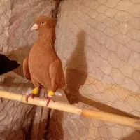 زرد دم سفید|پرنده|اسفرورین, |دیوار