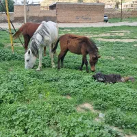 اسب|اسب و تجهیزات اسب‌سواری|سوری, |دیوار