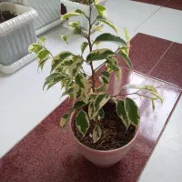 گل بنجامین در انواع سایز