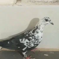 نرماده سوسکی آس|پرنده|تربت‌حیدریه, حاجی یار‎|دیوار