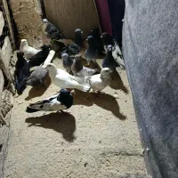 ۱۵ تا کبوتر دونه ۱۵۰۰