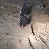 کبوتر