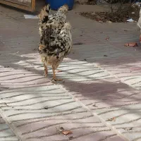 مرغ خروس گلین