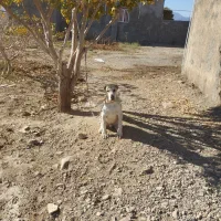 توله ی الابای