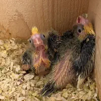 عروس هلندی جفت مولد سر تخم