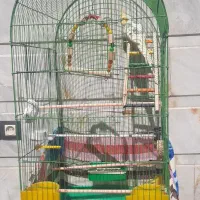 عروس‌ هلندی سخنگو خاص با قفس کامل.  فروش فوق ویژه