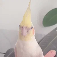 دو عدد جفت عروس هلندی|پرنده|شیراز, کوشک میدان|دیوار