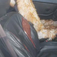 فروش فوری|خودرو سواری و وانت|سراوان, |دیوار