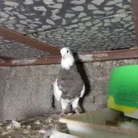 طوقی شکلاتی