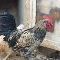 خروس جوان و سرحال