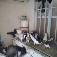 کفتر|پرنده|شیراز, شیشه‌گری|دیوار