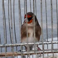 سهره دورگ صاف قرص