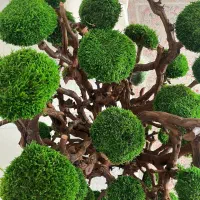 درخت جاودان|گل و گیاه طبیعی|رشت, رودبارتان|دیوار